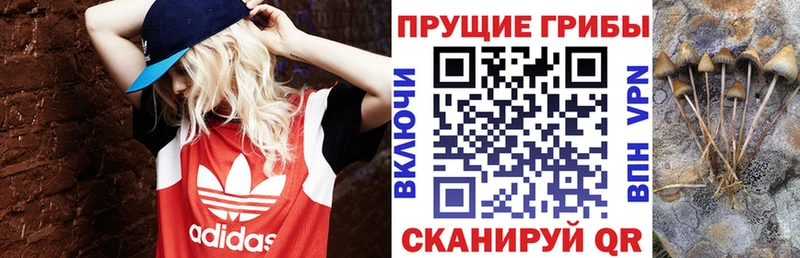 как найти   Кириши  Галлюциногенные грибы Magic Shrooms 